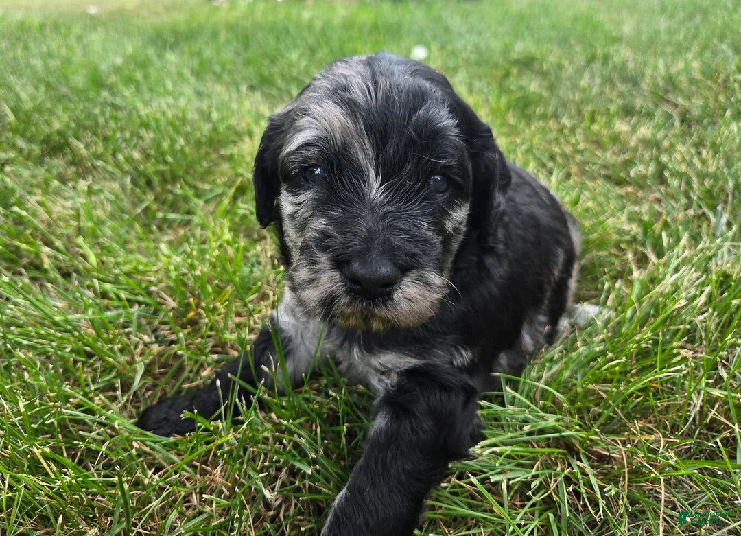 Newfypoo dogs for sale: Squirt - Ad 1