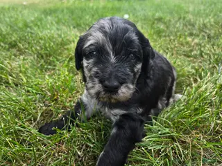 Newfypoo dogs Squirt - Ad 7