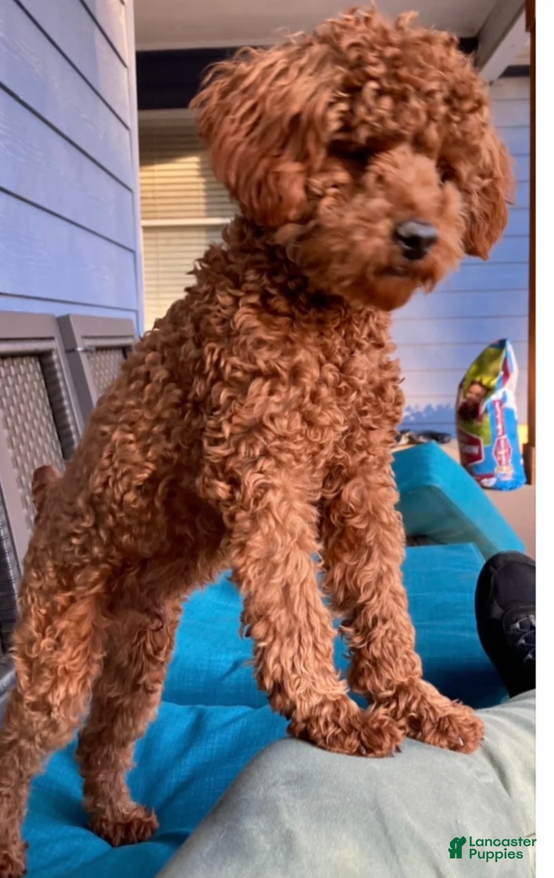Toy Poodle dogs for sale: Toy Poodle 1 - Ad 2