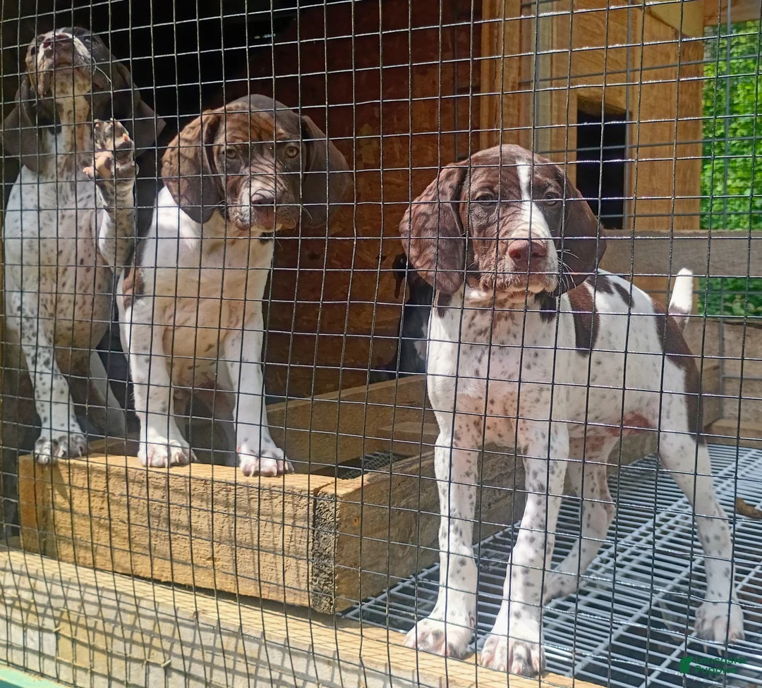 German Shorthaired Pointer dogs for sale: German Shorthaired Pointer 6 - Ad 1