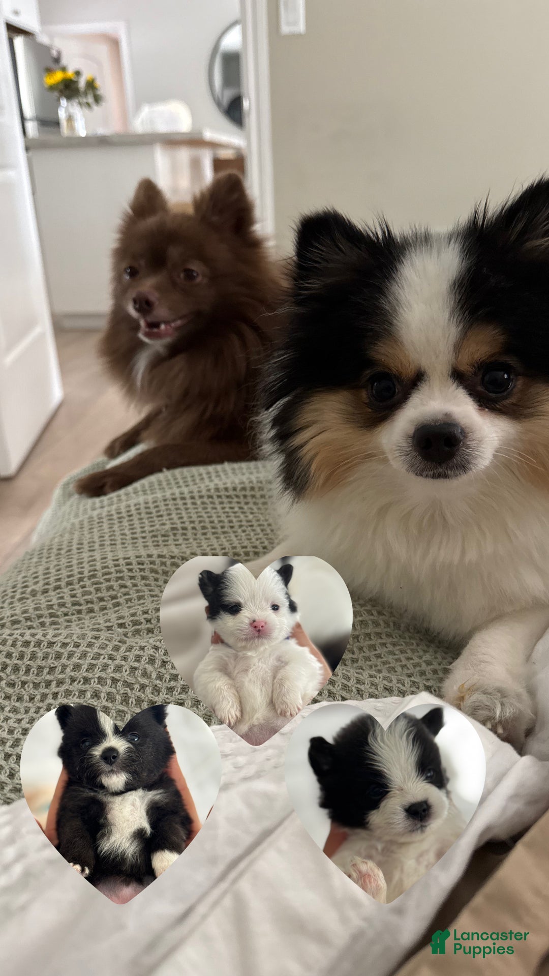 Pomeranian dogs for sale: Pomeranian Puppy 1 - Ad 4