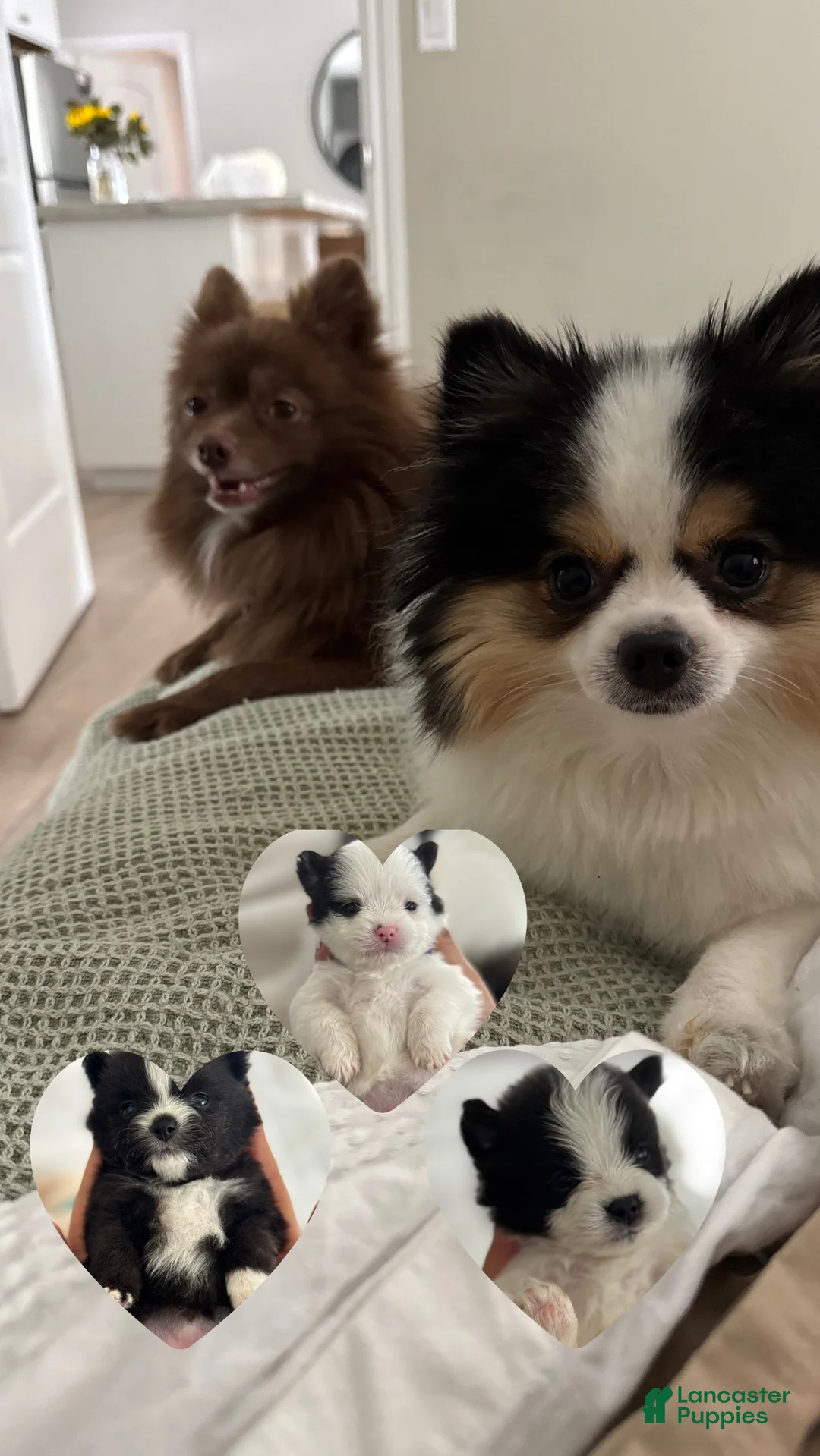 Pomeranian dogs for sale: Pomeranian Puppy 2 - Ad 5