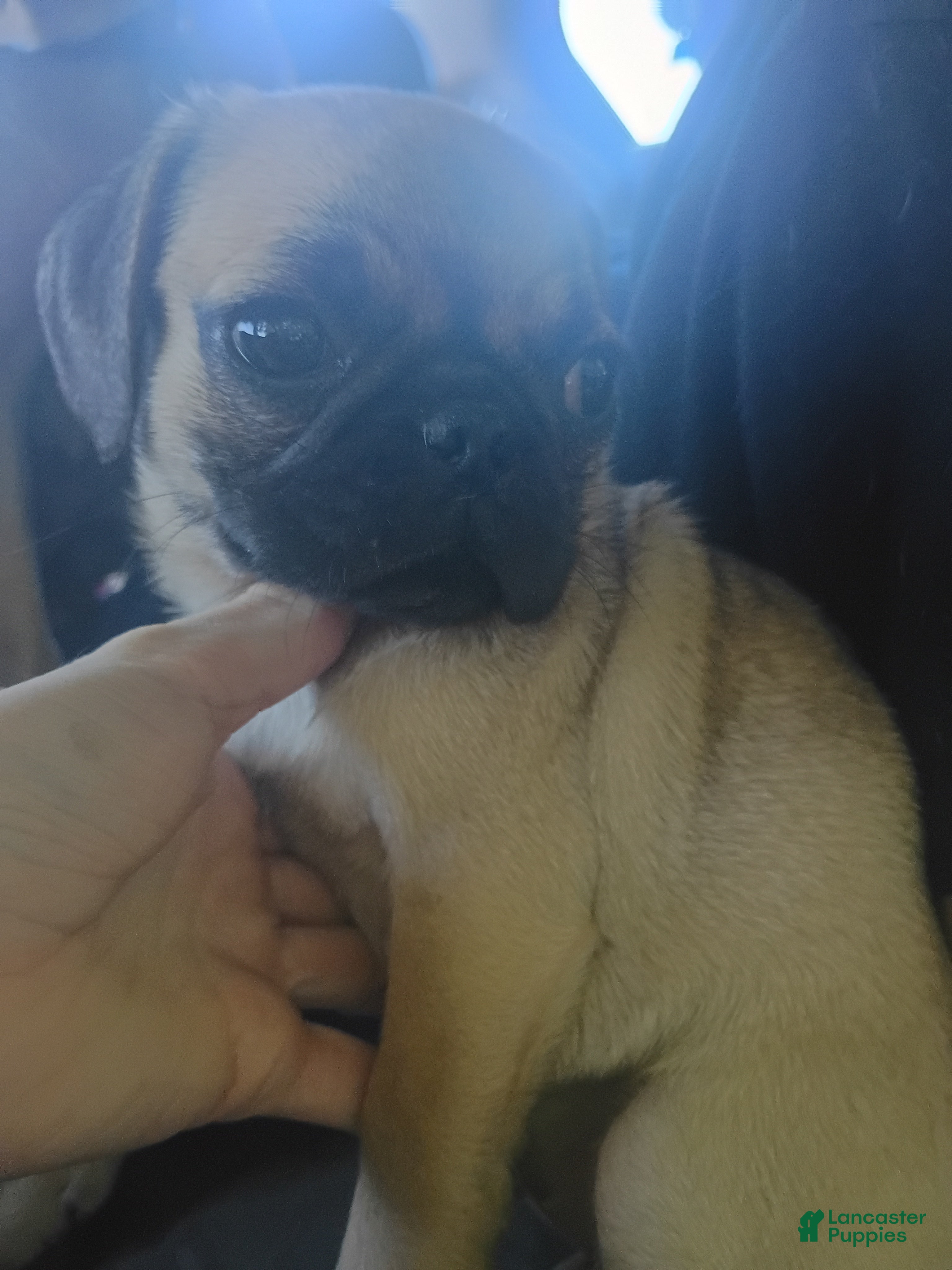 Pug dogs Female 2 - Ad 1