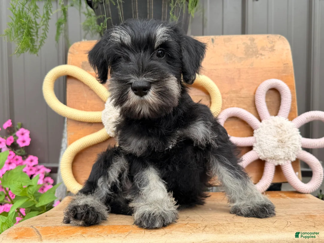 Miniature Schnauzer dogs for sale: Kayla Miniature Schnauzer  - Ad 2