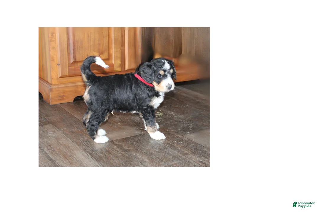 Bernedoodle dogs for sale: Smooch - Ad 5