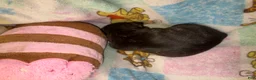 French Bulldog dogs for sale: Britney brindle  - Ad 5