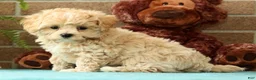 Maltipoo dogs for sale: Max - Ad 9