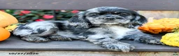 English Cocker Spaniel dogs for sale: Freckles - Ad 3