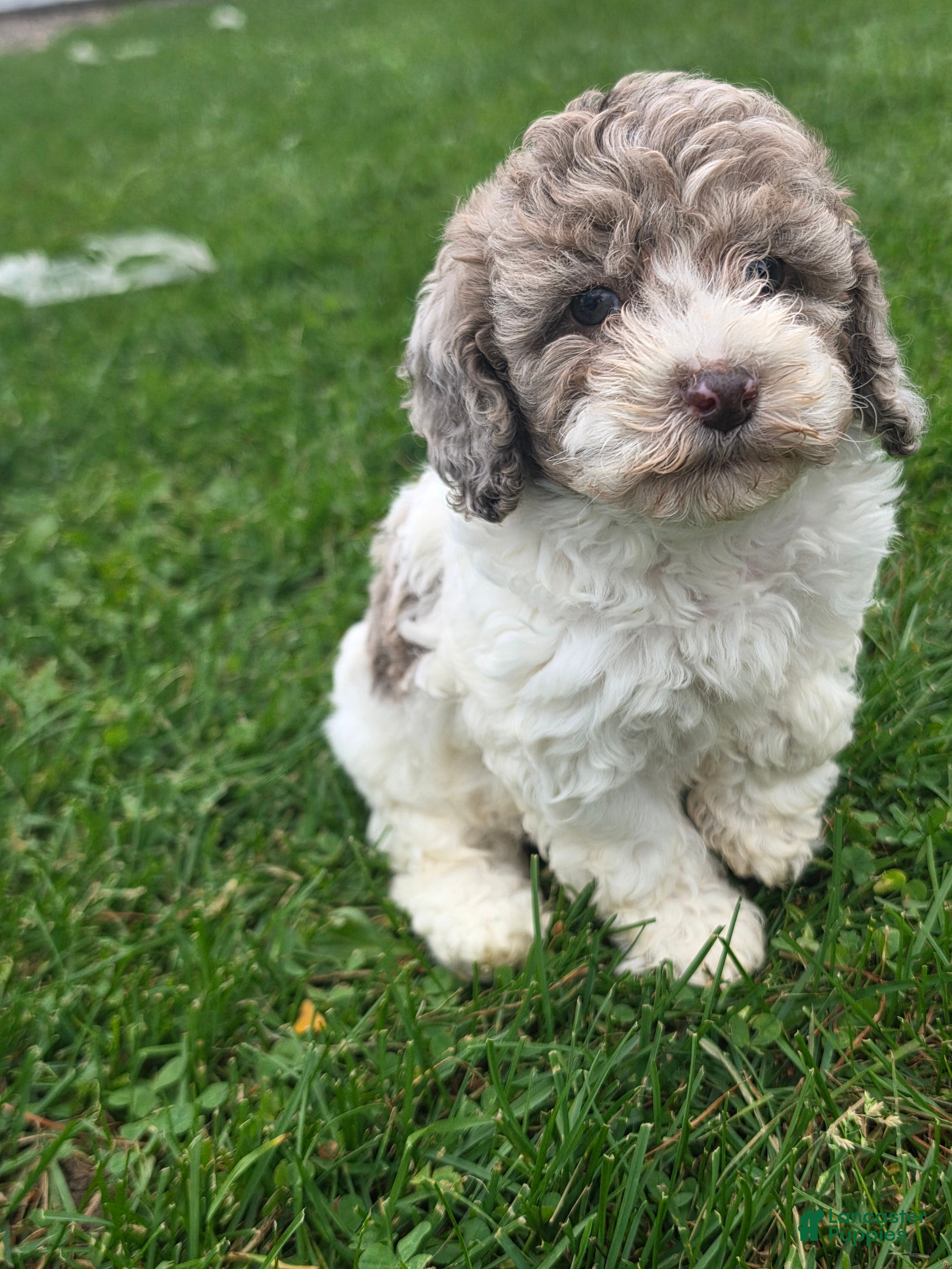 Cockapoo dogs Cockapoo Female 4 - Ad 16