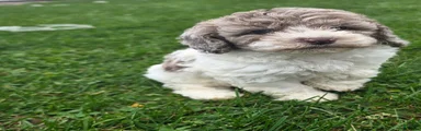 Cockapoo Female 4