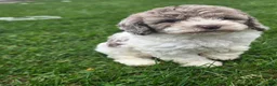 Cockapoo dogs for sale: Cockapoo Female 4 - Ad 1