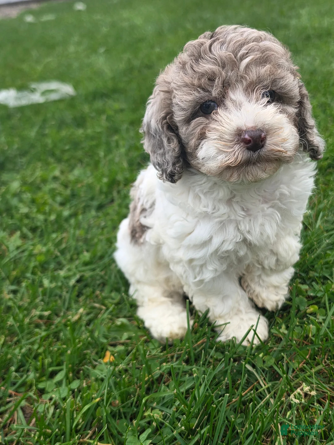 Cockapoo dogs for sale: Cockapoo Female 4 - Ad 1