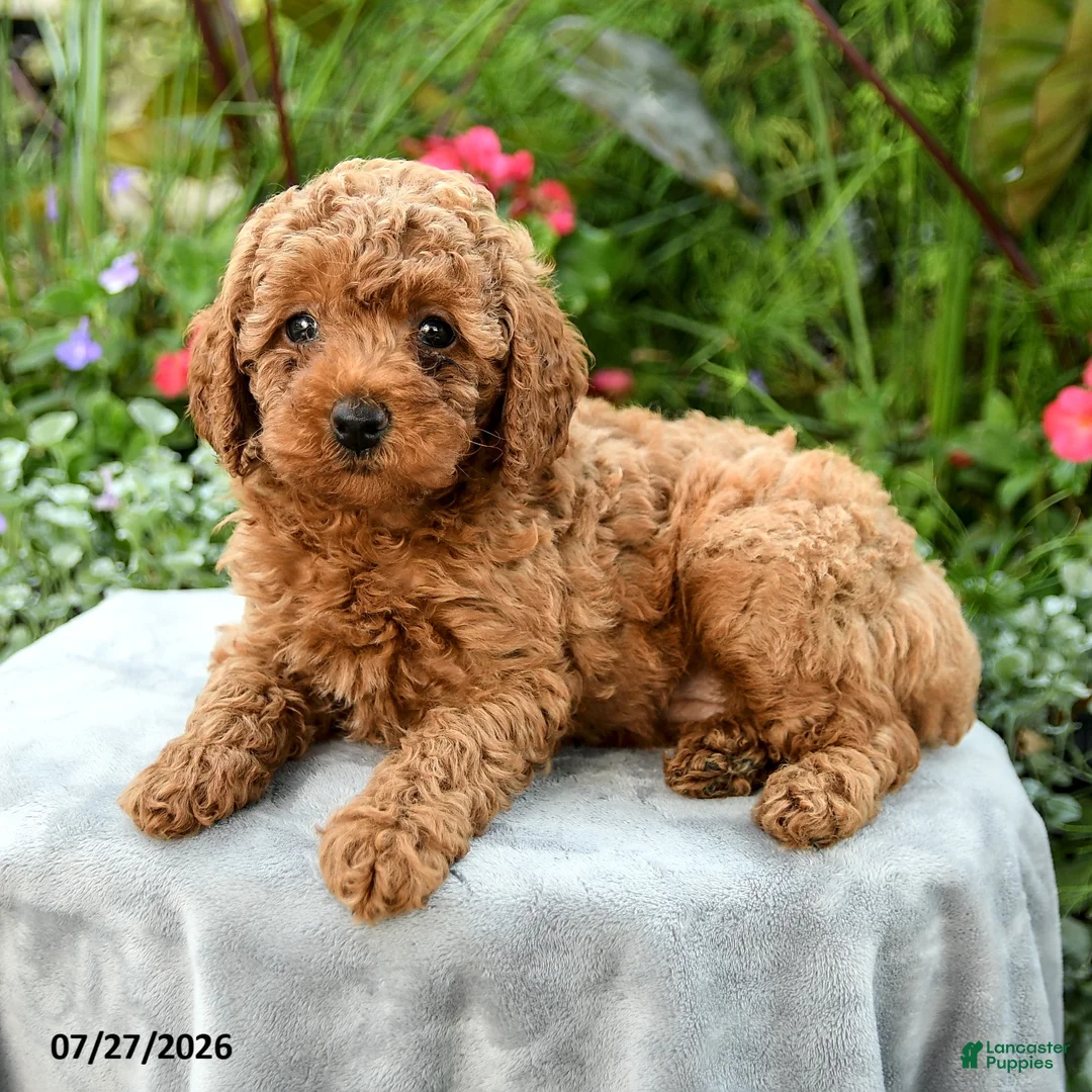 Toy Poodle dogs for sale: Tinsley - Ad 2