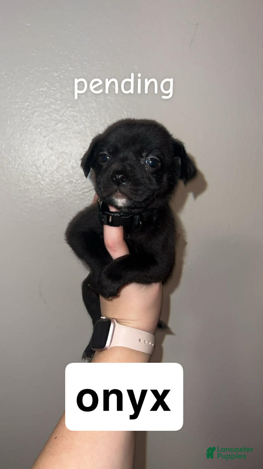 Mixed Breed dogs for sale: Mixed Breed Puppy 5 - Ad 1