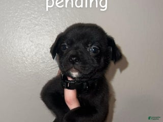 Mixed Breed dogs for sale: Mixed Breed Puppy 5 - Ad 4