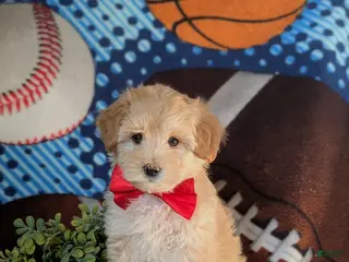 Maltipoo dogs for sale: Corbett - Ad 2