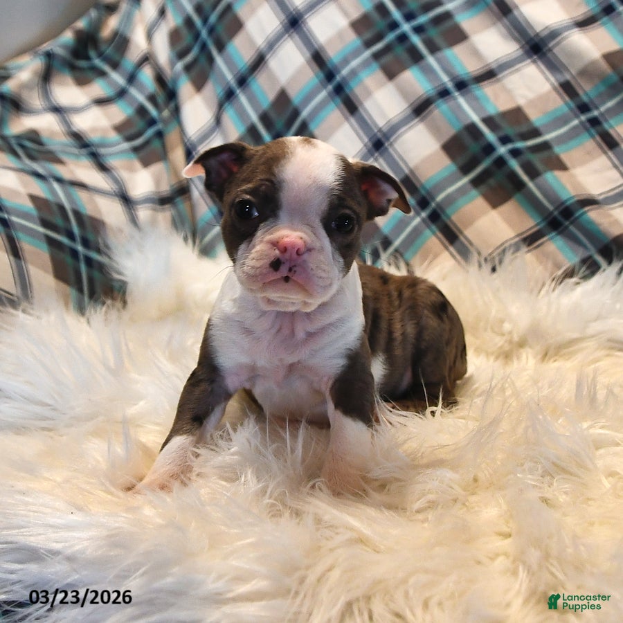 Boston Terrier dogs London - Ad 1