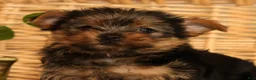 Yorkshire Terrier dogs for sale: Zara - Ad 8