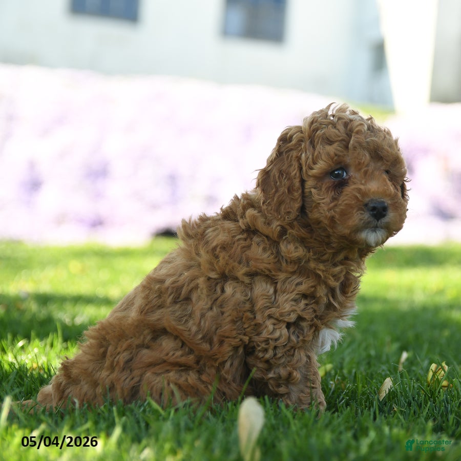 Mini Aussiedoodle dogs Ginger - Ad 2