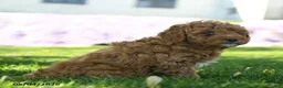 Mini Aussiedoodle dogs for sale: Ginger - Ad 2