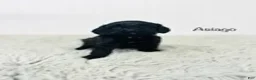 Cavapoo dogs for sale: Asiago  - Ad 2