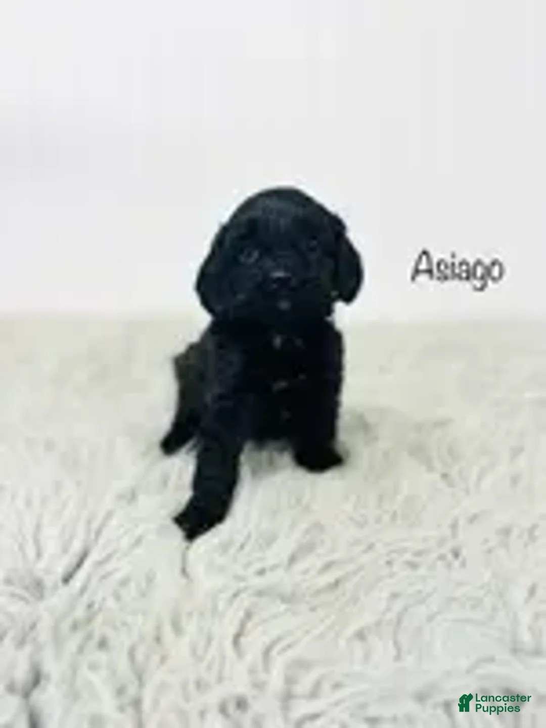 Cavapoo dogs for sale: Asiago  - Ad 2