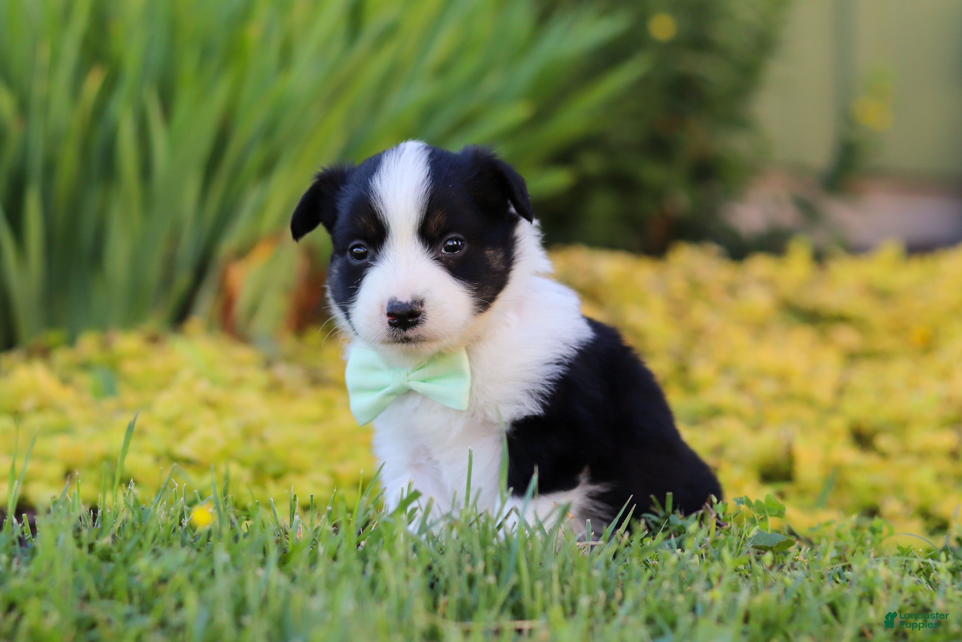 Toy Australian Shepherd dogs Charles - Ad 2
