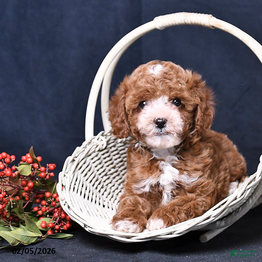 Toy Poodle dogs Nala - Ad 2