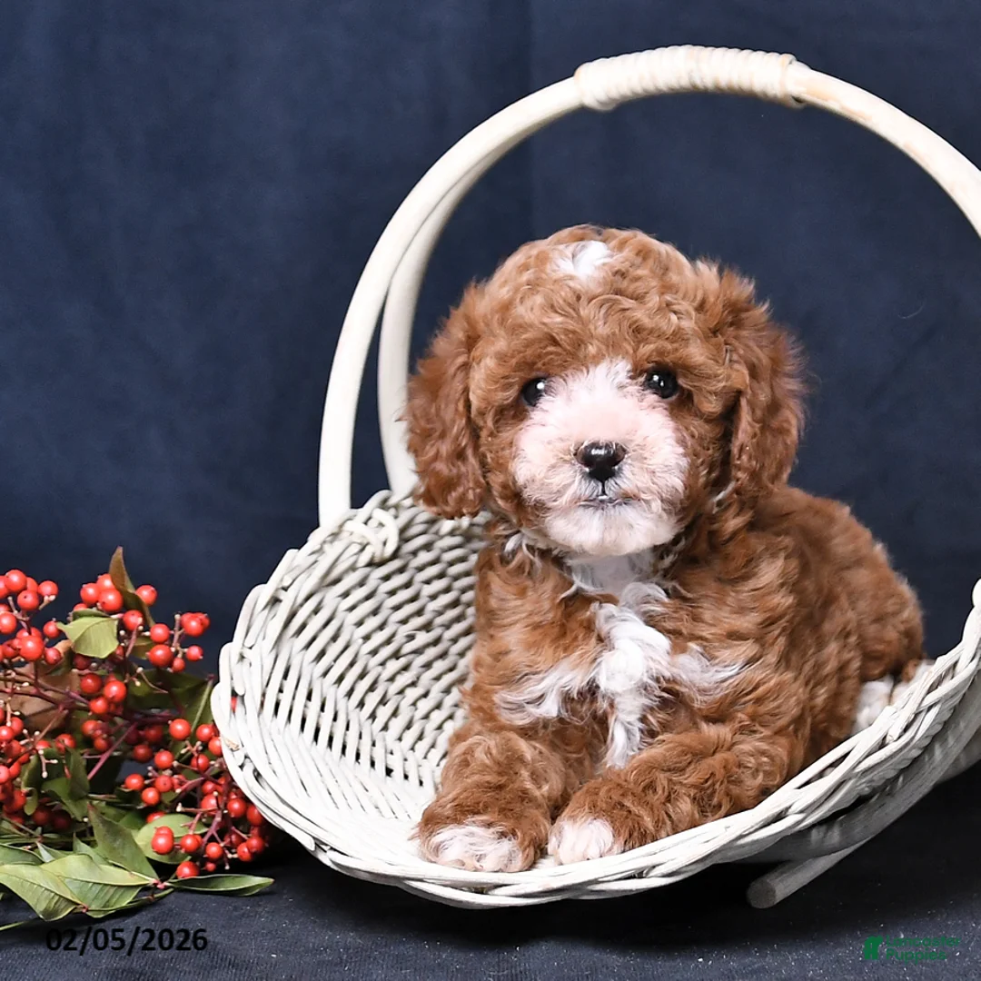 Toy Poodle dogs for sale: Nala - Ad 2