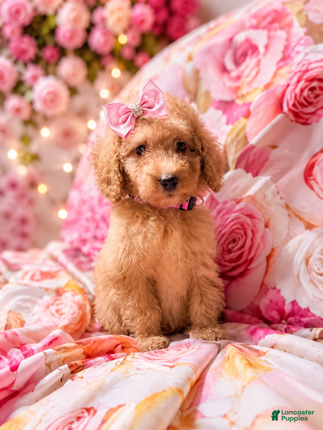 Miniature Poodle dogs Miniature Poodle Puppy 6 - Ad 22