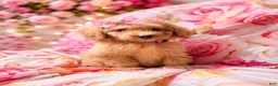 Miniature Poodle dogs for sale: Miniature Poodle Puppy 6 - Ad 1