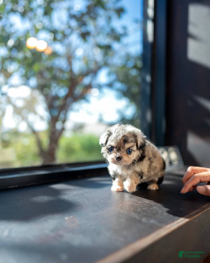 Maltipoo dogs Lyra - Ad 1