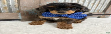 Blue collar “mav”