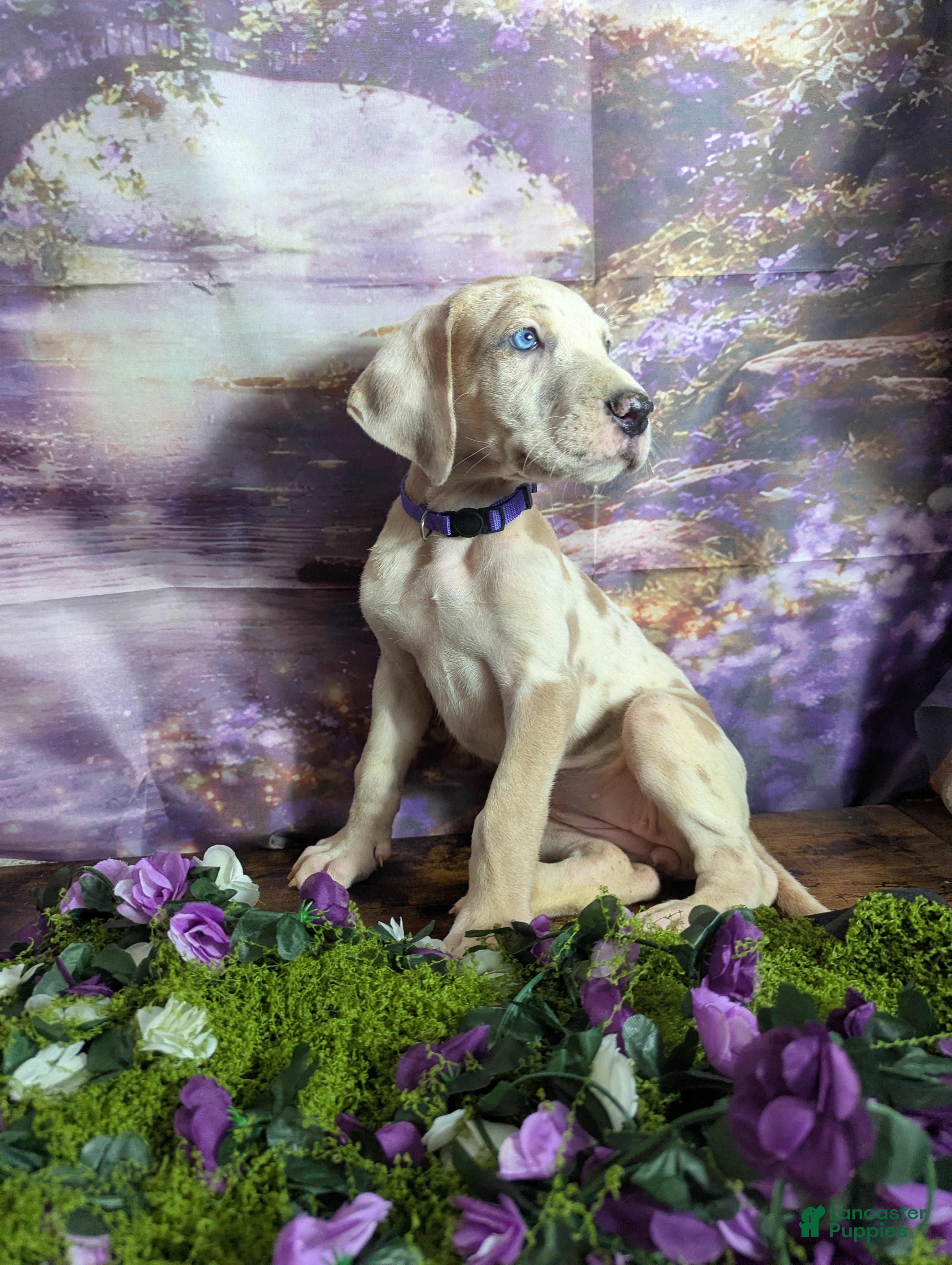 Great Dane dogs Tiana Blue Fawnequin Female  - Ad 1