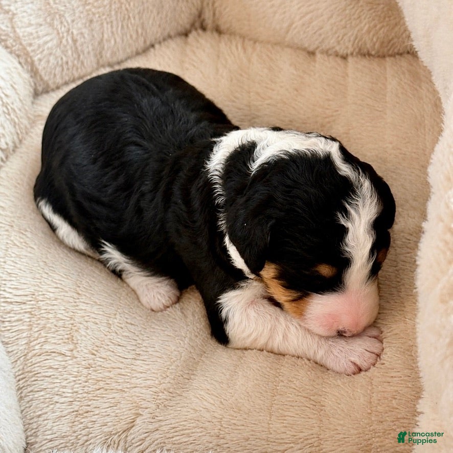 Bernedoodle dogs Wednesday - Ad 2