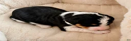 Bernedoodle dogs for sale: Wednesday - Ad 4