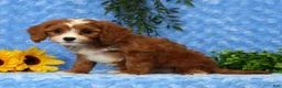 Cavapoo dogs for sale: Lexi - Ad 7