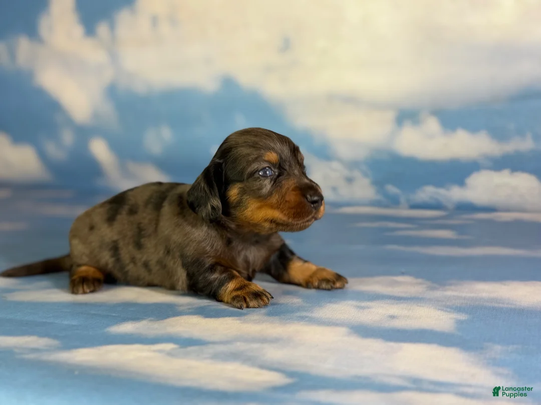 Miniature Dachshund dogs for sale: Paddington blue eye LH  - Ad 1
