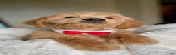 Australian Labradoodle dogs for sale: Mickey - Ad 3