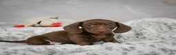 Miniature Dachshund dogs for sale: Hayes - Ad 2