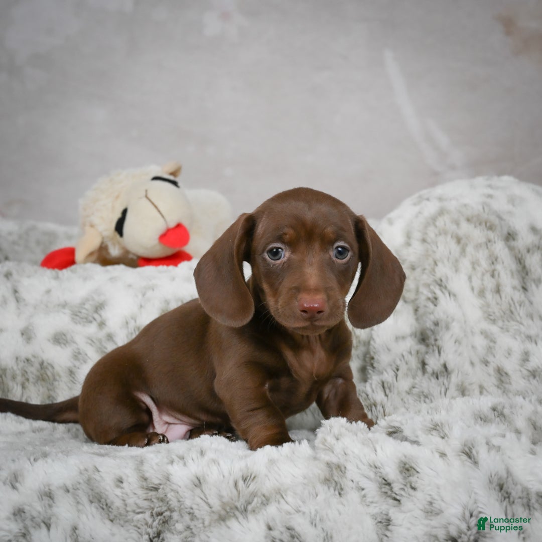 Miniature Dachshund dogs for sale: Hayes - Ad 2