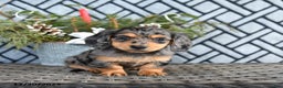 Miniature Dachshund dogs for sale: Tasha - Ad 2