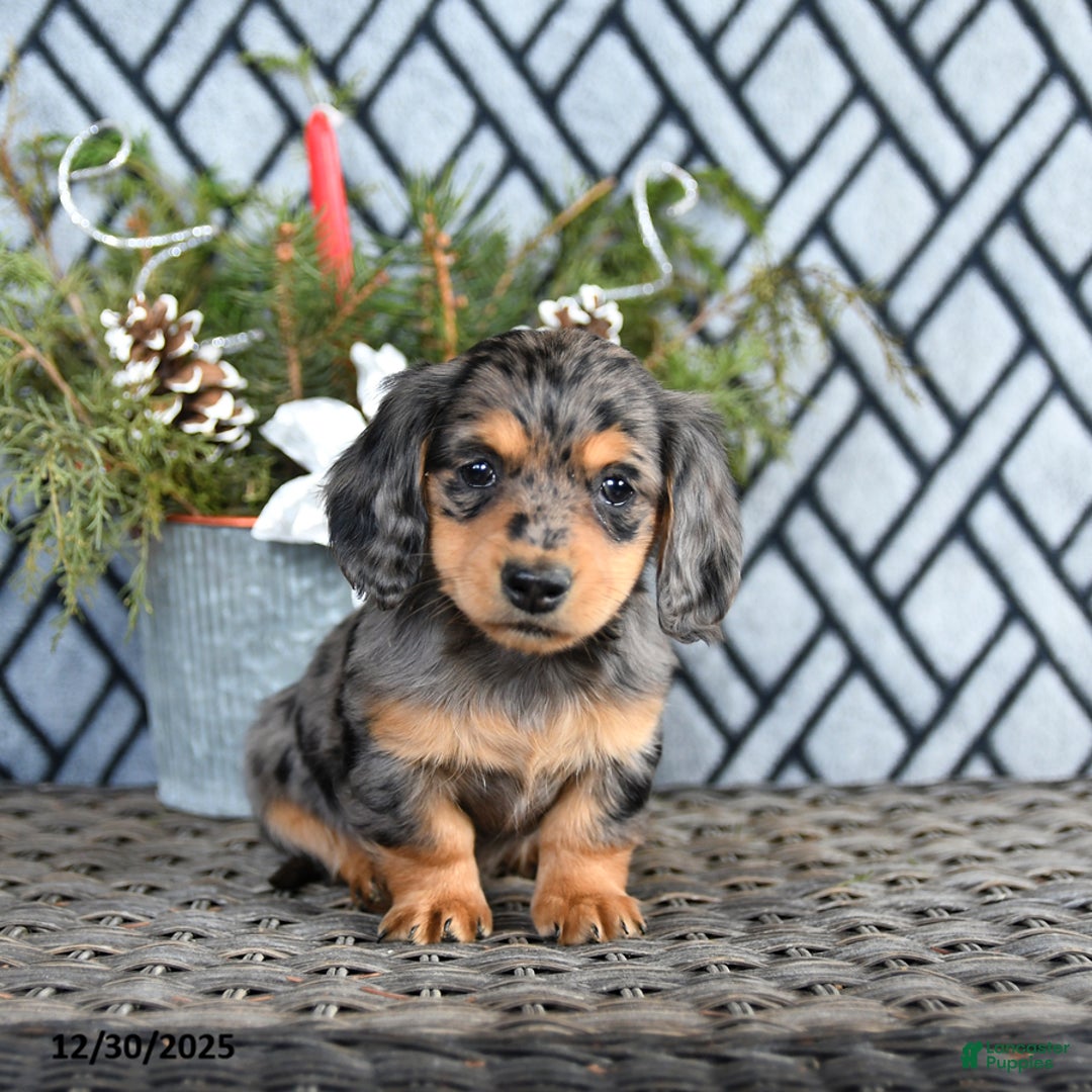 Miniature Dachshund dogs for sale: Tasha - Ad 2