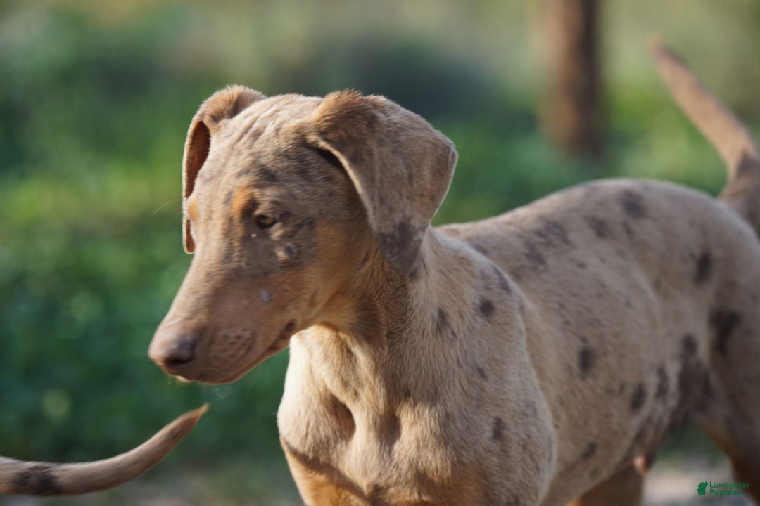 Mixed Breed dogs for sale: POL Lilac Fawn Merle F RT - Ad 2