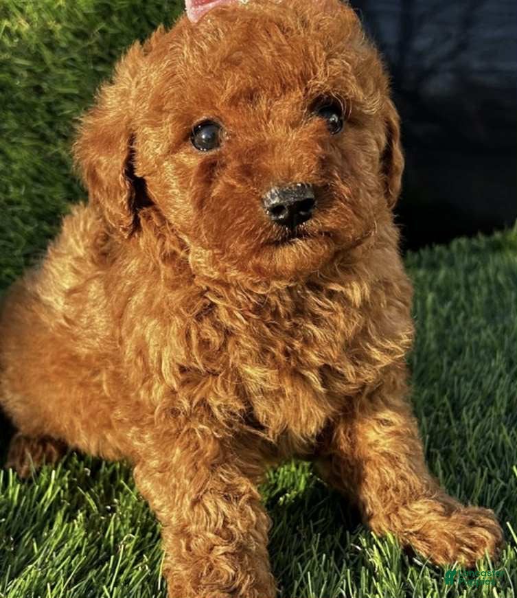 Toy Poodle dogs Waffle - Ad 39