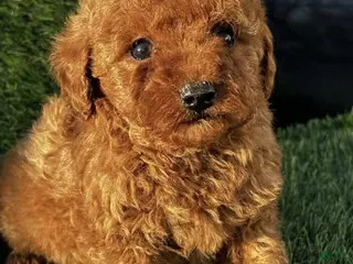 Toy Poodle dogs Waffle - Ad 39