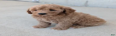 Lydia 