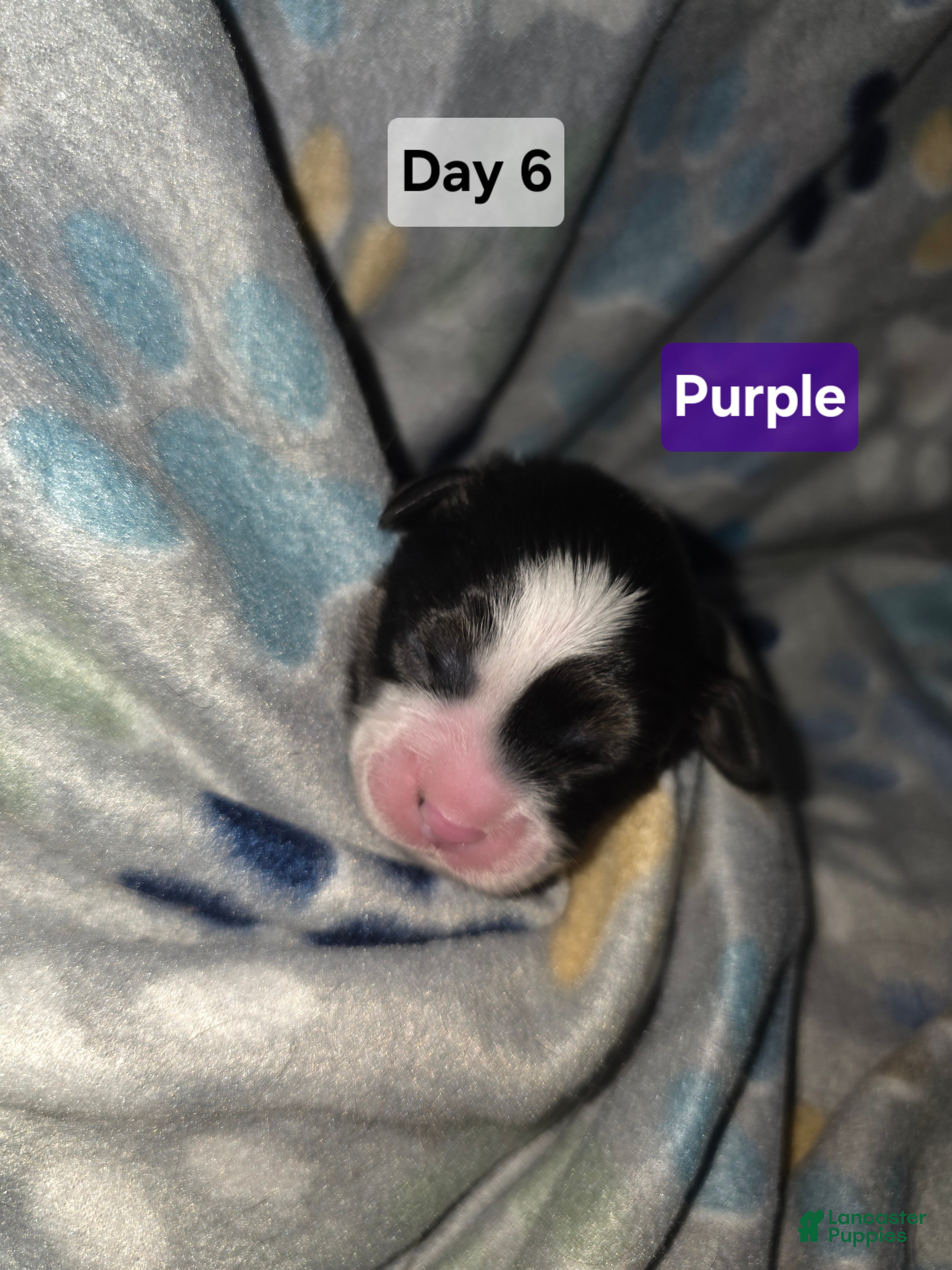 Mixed Breed dogs Purple - Ad 20