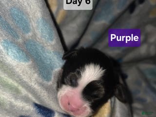 Mixed Breed dogs Purple - Ad 20
