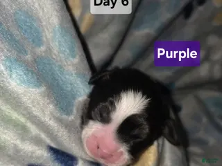 Mixed Breed dogs Purple - Ad 16